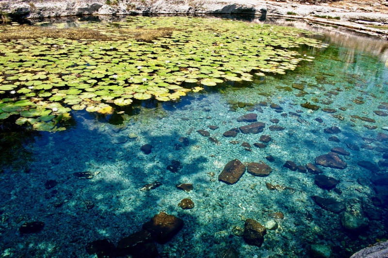 plant, clear, lake, clean, 2K, rocks, floating on water, day, shallow, lilly, progreso, stones, leaf, water, high angle view, tranquility, blue, plants