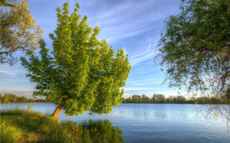 1080P, body, green, tree, trees, tranquility, green color, reflection, outdoors, day, plant, no people, near, water, tranquil scene, cloud - sky, scenics - nature