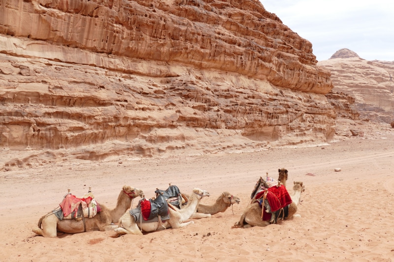 group of people, travel destinations, desert, sand stone, rock, rock formation, landscape, 5K, travel, land, climate, wadi, bedouin, camel, jordan, day