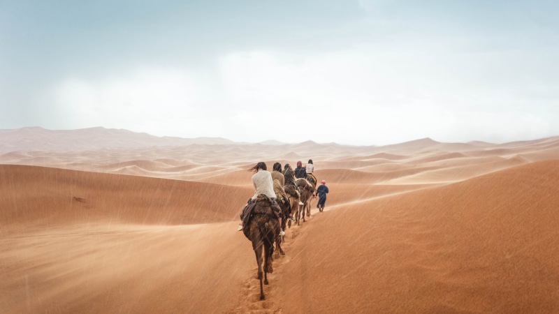 group of animals, travel, transport, trek, climate, nature, pets, animal themes, people, person, environment, arid climate, landscape, sand, sahara desert morocco