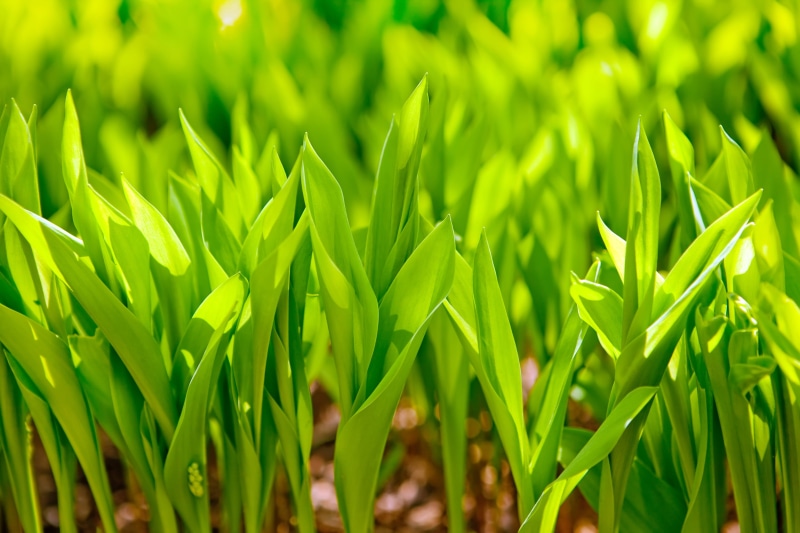 field, summer, nature, growth, backgrounds, herb, plant, blade of grass, crop, beauty in nature, landscape, plant part, cereal plant, con2011, spring, full frame