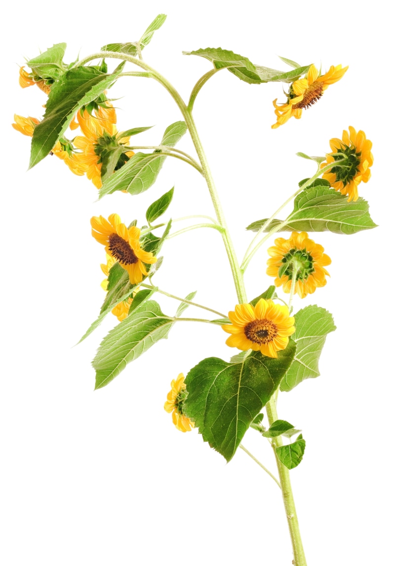 con2011, petal, leaf, plant part, sunflower, flower head, 2K, close-up, nature, green color, beauty in nature, studio shot, vulnerability, sepal, growth