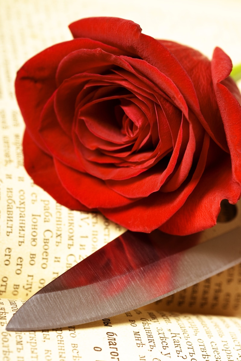 positive emotion, freshness, beauty in nature, plant, con2011, flowering plant, vulnerability, fresh, red, flower head, flower, rose, no people, rose - flower
