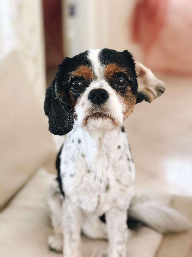 small, lap dog, vertebrate, domestic animals, domestic, young animal, home interior, portrait photography, saint-raphaël, 1080P, france, cavalier king charles spaniel