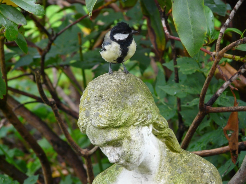 woman, cheeky, perching, figure, day, no people, head, 2K, sit, bird, parus major, strubblig, sculpture, human representation, plant, animals in the wild