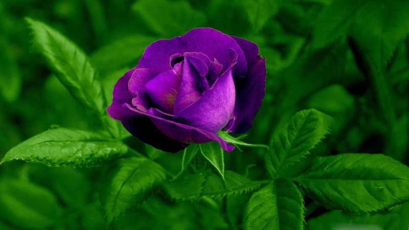 purple, flower, outdoors, plant, garden roses, garden, rose, garden rose, rosa centifolia, fragility, nature, leaf, 1080P, growth, flowering plant, freshness