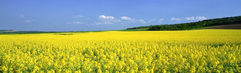 oilseed rape, tranquility, vibrant color, yellow, land, scenics - nature, flowering plant, agriculture, outdoors, rural scene, Mustard, springtime, Flower