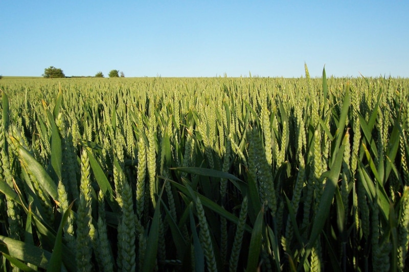 stibb, wiltshire, field, nature and landscapes, west lavington, hill, wheat, 1080P, landscape
