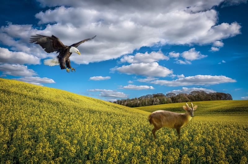 group of animals, bird, vertebrate, springtime, cloud - Sky, rape seed, cloudscape, painting, seed, field, no people, soaring, sky, land, animals in the wild