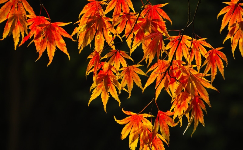 maple tree, no people, Dark, Orange, Fire, mendhakwebsite, Seasons, growth, Branch, Backlit, outdoors, stourton, brown, tree, natural condition, England
