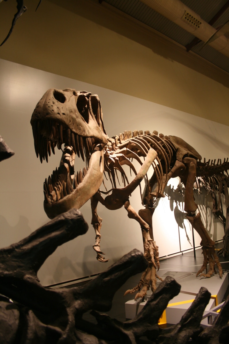 animal head, tyrannosaurus, historical, architecture, ancient, low angle view, animal bone, dino, prehistoric, fossil, animal themes, skeleton, era, bone
