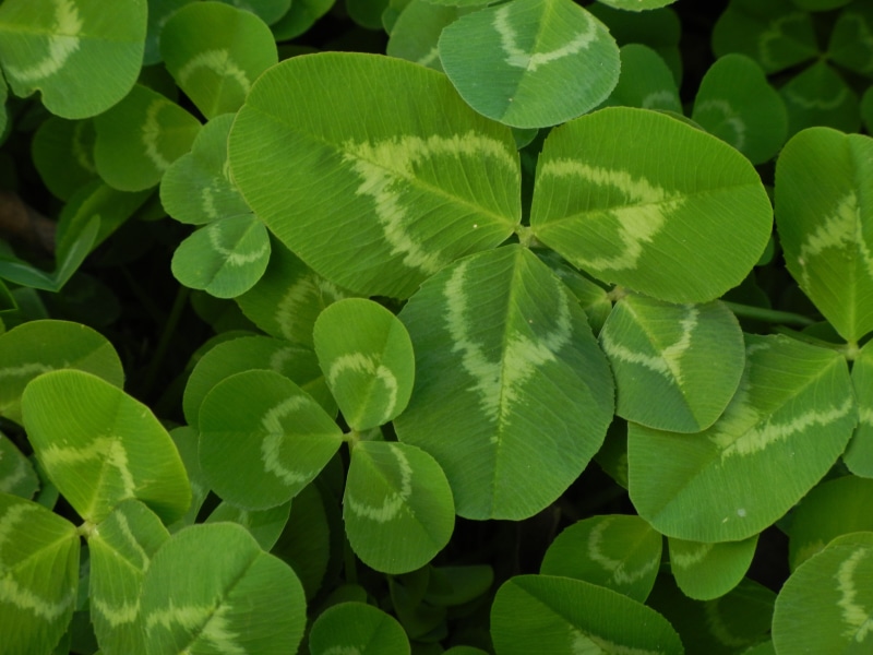 growth, irish, freshness, environment, no people, plant, botanical, season, 4K, clover, tranquility, beauty in nature, nature, selective focus, full frame
