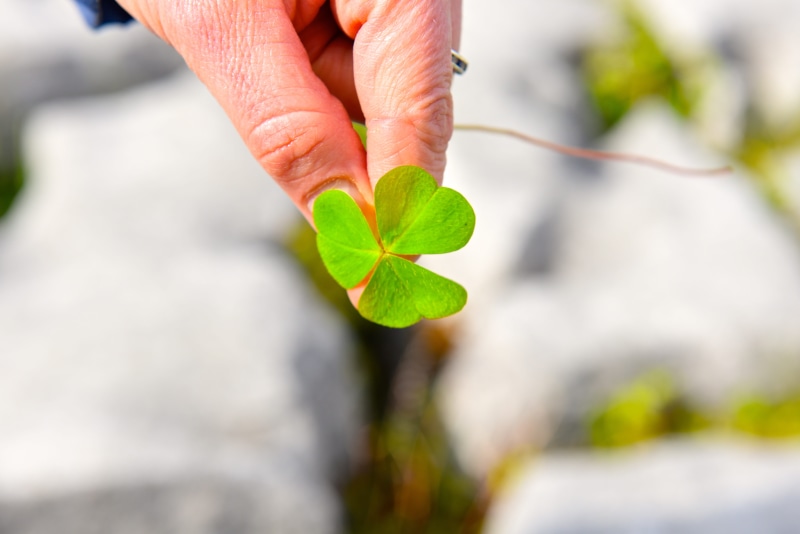 green, focus on foreground, culture, 5K, celtic, green color, march, flower, clare, burren, happy, st, holiday, eco, nature, finger, human limb, Day, shape