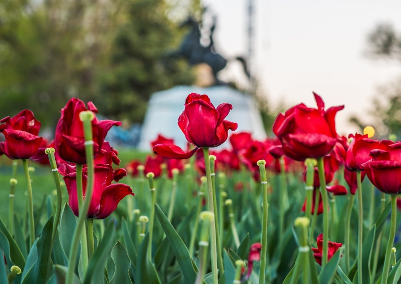 summer, flower, photography, outdoors, flowers, DC, petal, close, White House, lafayette, 4K, flower Head, plant, nature, Lafayette Square, square, Washington