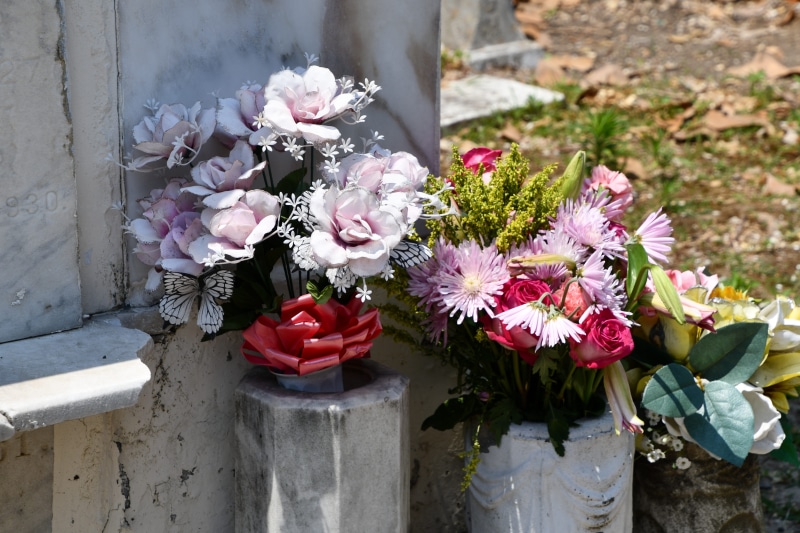 funeral, tomb, 5K, cemetery, white color, flowering plant, red, flowers, focus on foreground, inflorescence, nola, death, outdoors, flower head, no people
