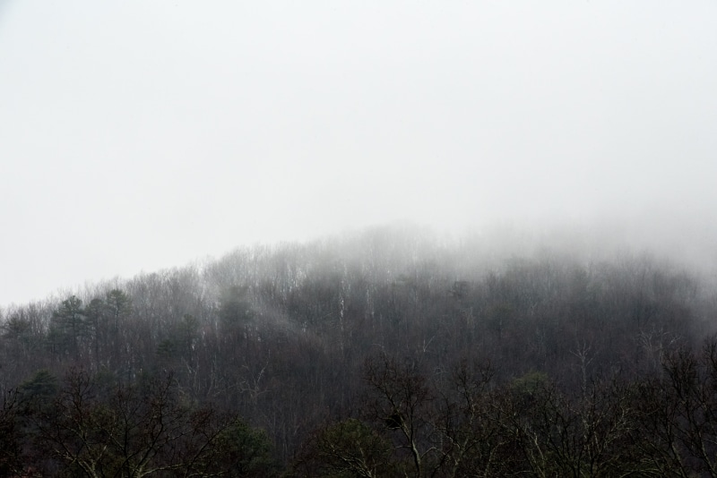 tree, clouds, copy space, nature, fog, plant, forest, united states, no people, day, land, outdoors, beauty in nature, white, tranquility, 5K, lafayette
