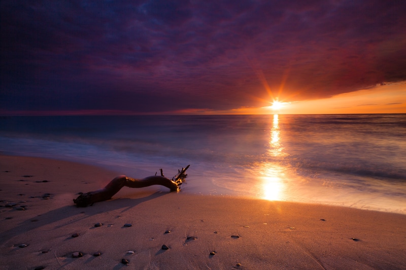 5K, cloud - sky, mammal, shore, sun, driftwood, wood, seashore, horizon over water, sand, shadows, scenics - nature, horizon, sunset, water, tranquil scene