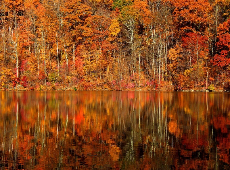 2K, body, waterfront, Fall, Reflection, plant, no people, orange, lake, tranquil scene, tranquility, scenics - nature, forest, change, non-urban scene