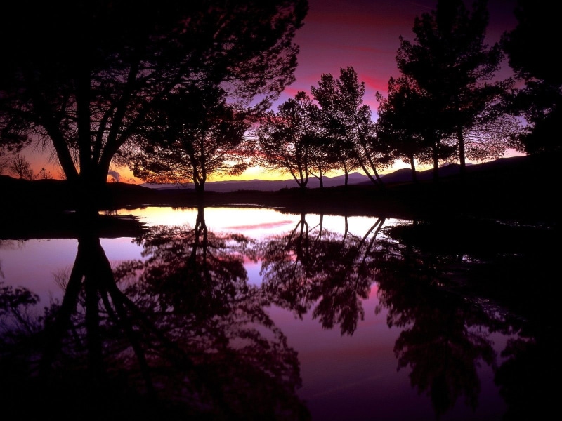 tranquil scene, standing water, reflection, Trees, Reflexion, California, beauty in nature, outdoors, growth, silhouette, reflection lake, plant, 720P