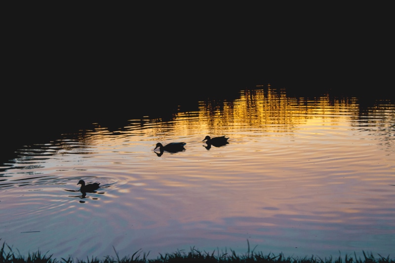 beautiful, simple, waterfront, trees, duck, vertebrate, ducks, bird, 5K, shadows, outdoors, sky, animal, beauty in nature, photo, light, animal family