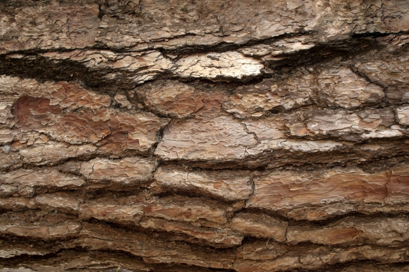 backgrounds, tree, trunk, geology, plant bark, solid, texture, textured effect, textured, layered, old, uneven, abstract, rock, tree trunk, 2K, template