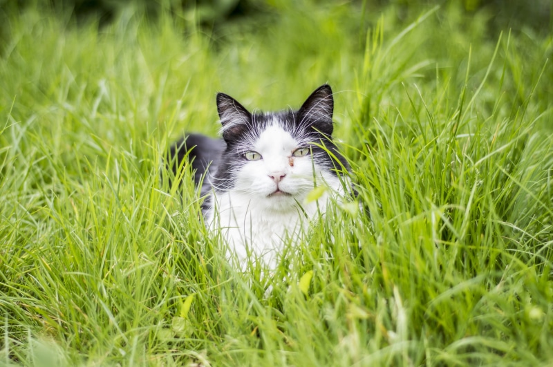 set, Pet, adorable, black, dress, sweet, garden, animal head, modern, looking at camera, grass, field, happy, symbol, tabby, red, pets, domestic, Kitty