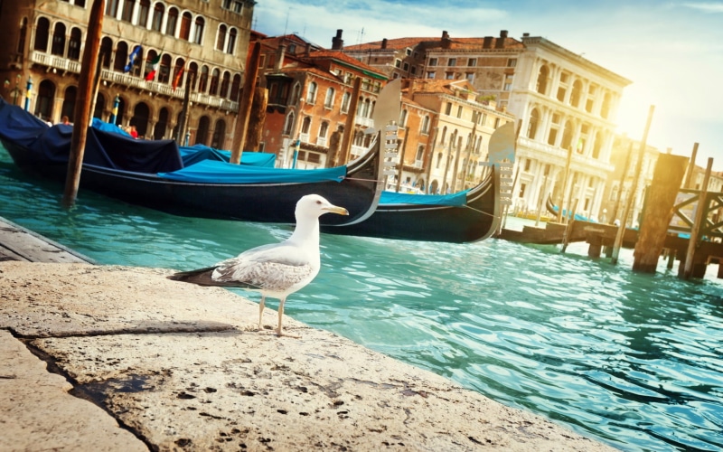 water, gondolas, Venice, 1080P, birds, Italy, city