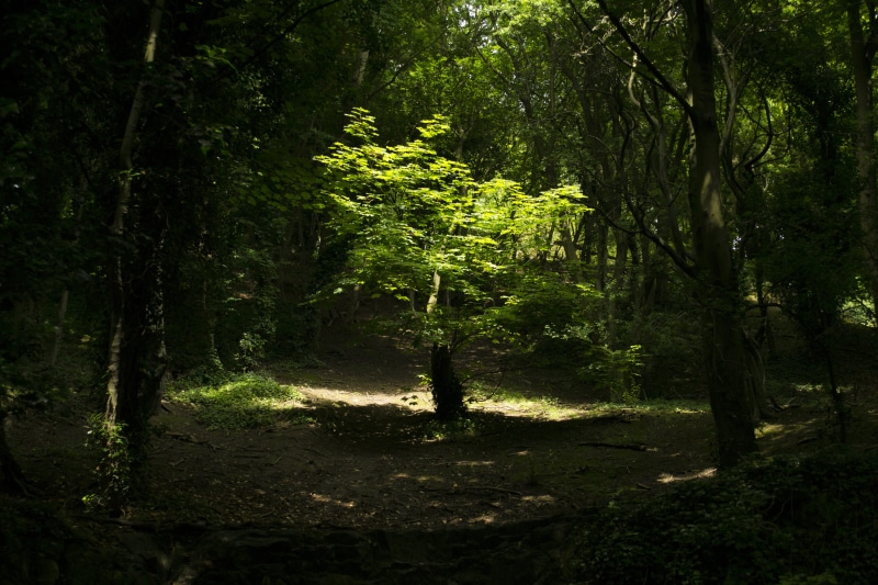 tranquility, nature, 4K, peaceful, healing tree, trail, land, trunk, plant, outdoors, lord of the rings, green color, magic, landscape, light, heaven