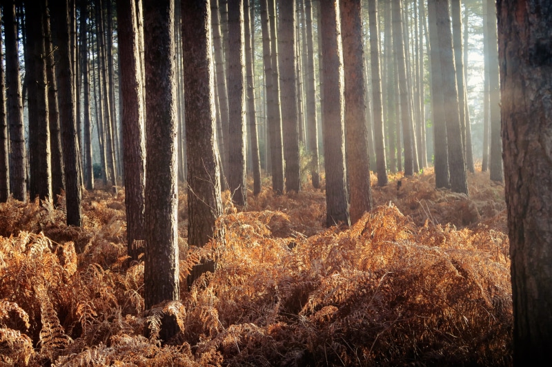 forest, pine woodland, woods, united kingdom, outdoors, autumn, light, environment, tree, sunlight, moody, landscape, 2K, kingsclere, growth, day, no people