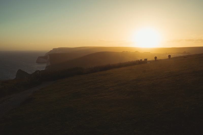 tranquil scene, coast, glow, sun, man owar beach, silhouette, tranquility, hills, wareham, green, united kingdom, sea, grass, cows, sunlight, rural, golden hour