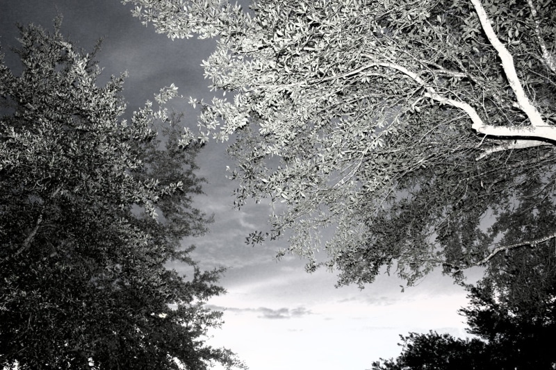 cloud - sky, day, lake buena vista, magic kingdom, sky, tranquil scene, branch, no people, scenics - nature, growth, non-urban scene, nature, trees, cold temperature