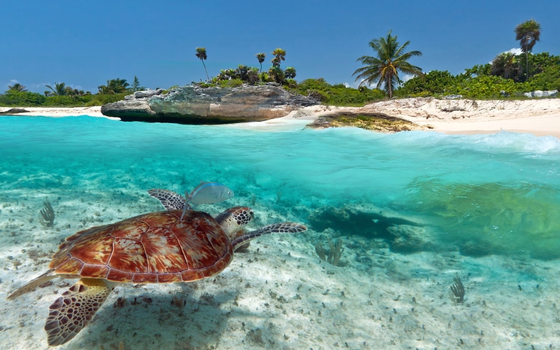 marine, nature, land, outdoors, animals in the wild, no people, day, turtle, water, carmen, animal themes, turquoise colored, sea, cancun, beach, del, animal
