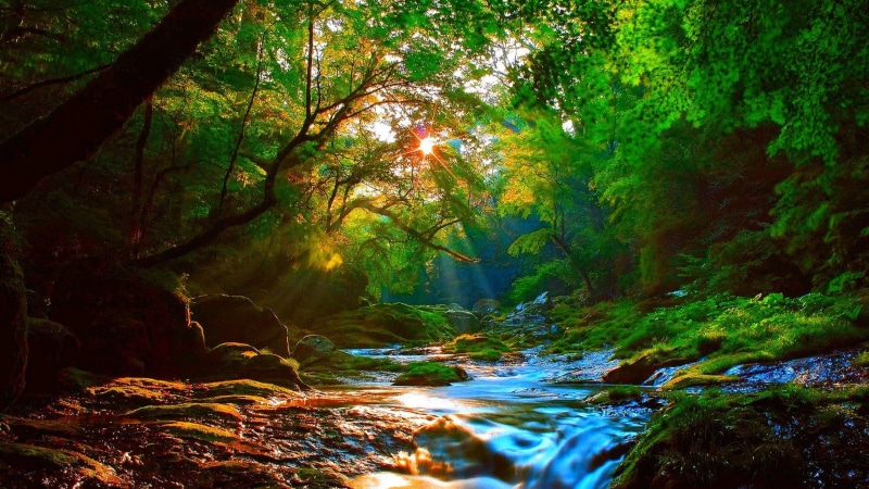 hd, 2K, beautiful, trees, river, sunrise, rocks, landscape, mountainous, green, sunlight, forest