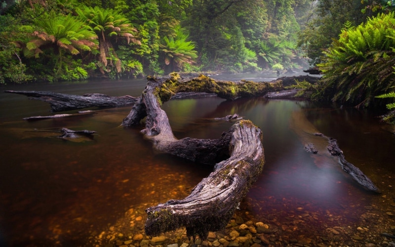 evaporation, tranquil scene, forest, beauty in nature, reflection, green, nature, rainforest, day, non-urban scene, landscape, flowing water
