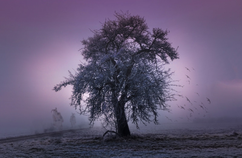 purple, frost, scenics - nature, gloomy, tranquil scene, cold temperature, outdoors, beauty in nature, fog, sky, spooky, weird, environment, snow, fantasy