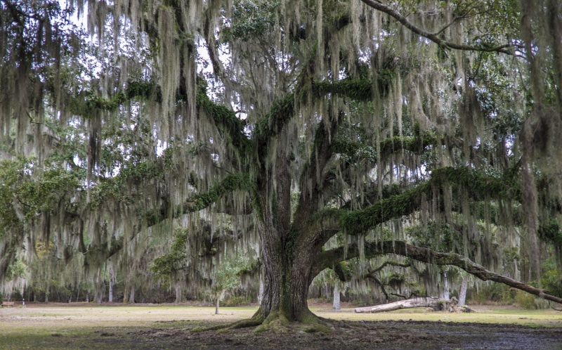 nature, environment, outdoors, louisiana, tree, no people, woodland, land, plant, growth, day, united states, tranquil scene, trunk, bald cypress, swamp