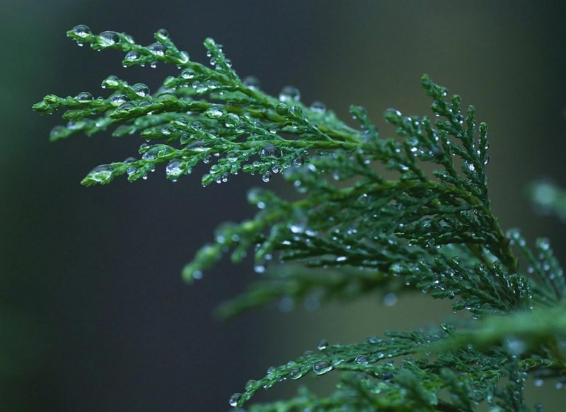 tree, evergreen, 1080P, raindrops, forest, cypress, winter, rain, 3d and abstract