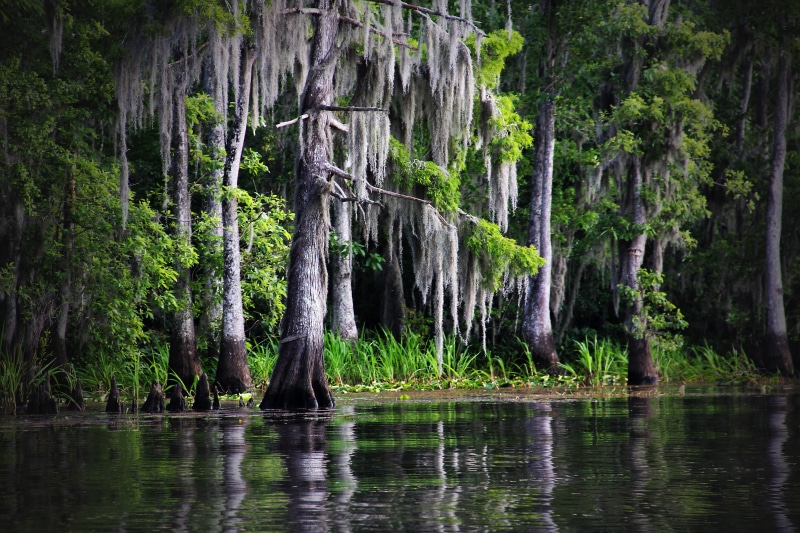 landscape, louisiana, land, green Color, summer, trees, trunk, river, tree trunk, outdoors, tree, non-urban scene, nature, forest, day, 5K, waterfront