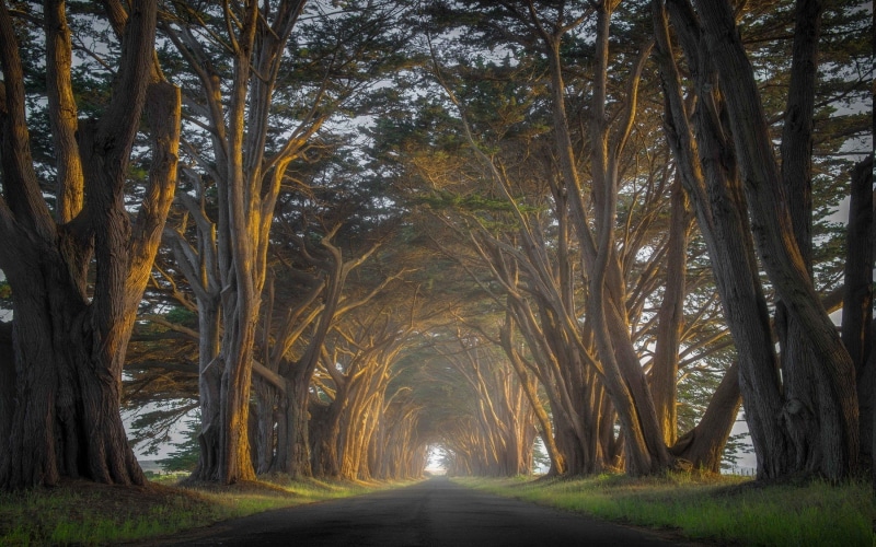 treelined, Trees, trunk, diminishing perspective, the way forward, nature, Cypress, plant, road, tranquil scene, direction, tree canopy, tranquility, beauty in nature