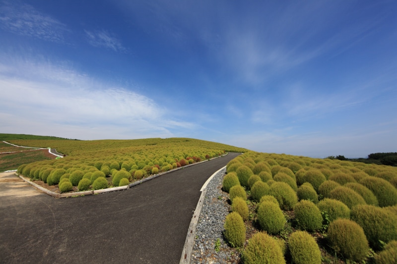 plants, Kochia scoparia, surrounded, mountain, Mexican, rural Scene, summer, hi-res, outdoors, landscape, Kochia, 5D  Mark II, Bassia scoparia, 背景, pattern