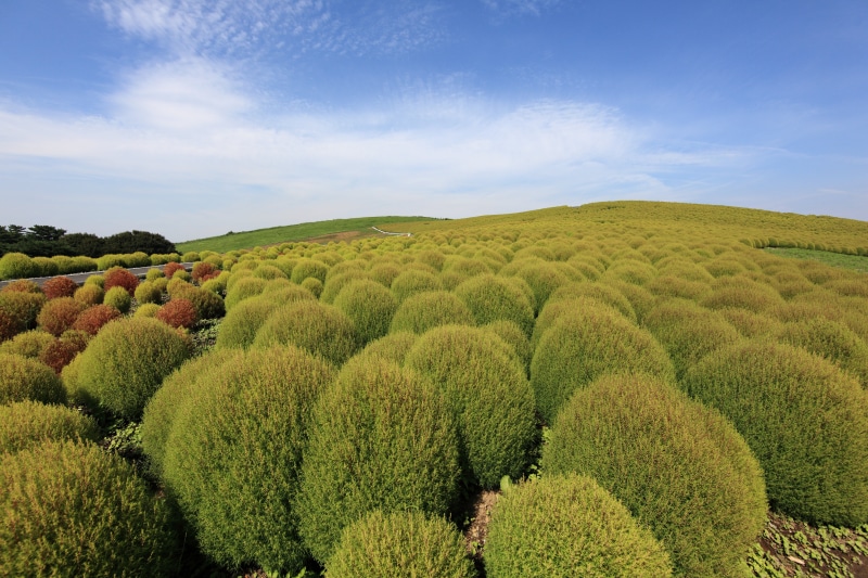 Kochia scoparia, white clouds, scenics, binomial, Hitachi  Ibaraki, ragweed, hi-res, tree, Bassia scoparia, 背景, green bushes, Mexican, nature, plant, pattern