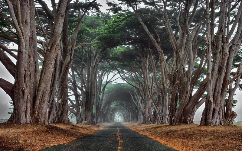 ancient, road, 1080P, mist, landscape, tunnel, cypress, trees, nature