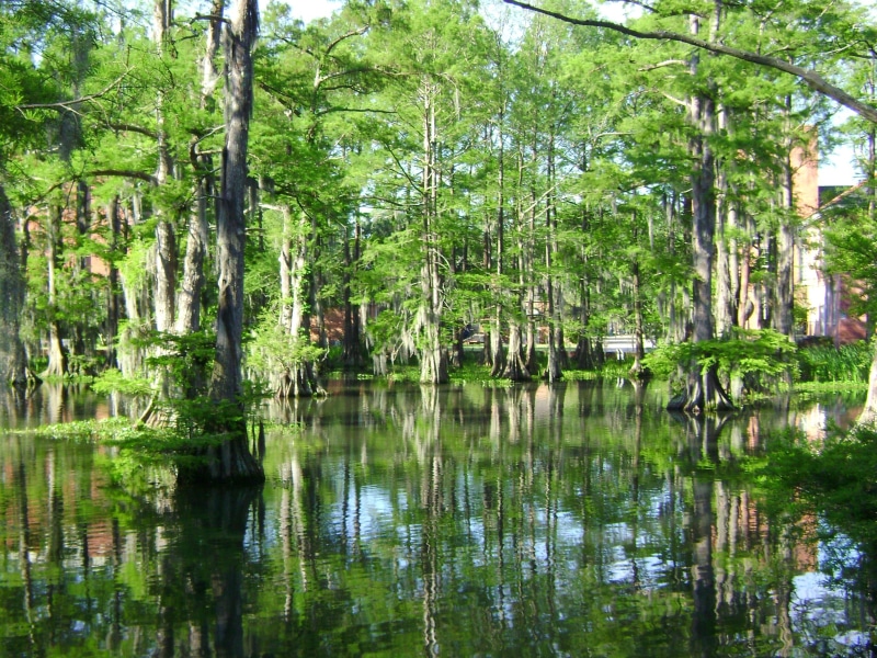 day, waterfront, tree, 2K, idyllic, swamp, reflection, no people, land, louisiana, landscape, green color, forest, usa, plant, bayou, tranquility, cypress lake