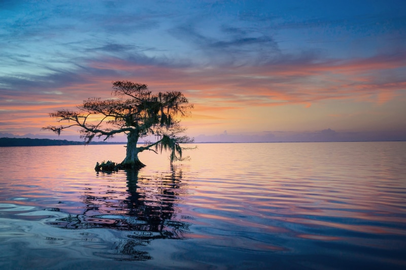 tree, 1080P, FL, state, morning, blue cypress lake, USA