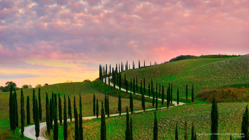 Sunrises/Sunsets, cypress, trees, region, italy, tuscan, dorcia, val, 2K