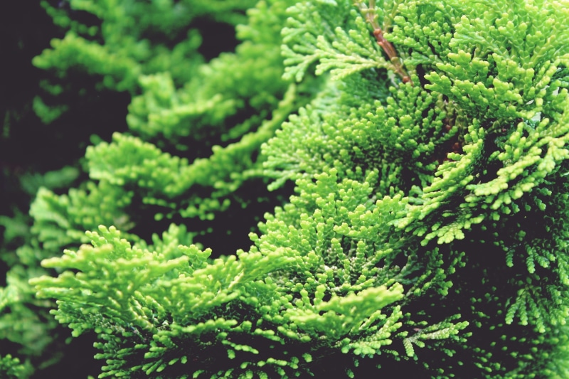 close-up, forest, scaly, chamaecyparis obtusa, evergreen Tree, periwinkle, backgrounds, Cypress Tree, shell cypress, leafed, leaf, close, Hinoki, Cypress