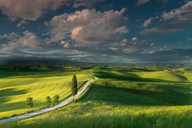 tree, road, meadow, land, italian Culture, idyllic, agriculture, panoramic, nature, no People, landscaped, sun, 1080P, meadows, rolling Landscape, tranquility