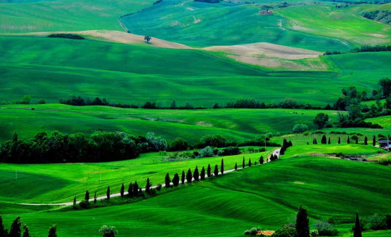 4K, idyllic, nature, grass, field, non-Urban Scene, siena Province, europe, cypress Tree, road, tranquil Scene, farm, day, tree, Tuscany, no People, italian Culture