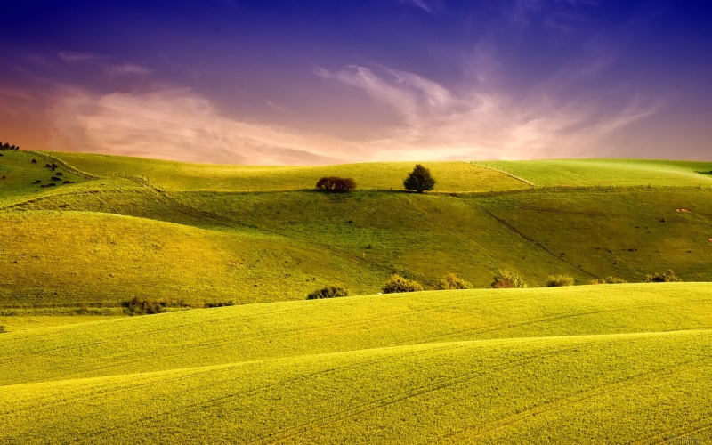 yellow, the sky, summer, hill, landscape, siena Province, farm, rural Scene, sunlight, crop, landscaped, no People, plowed Field, italian Culture, tree