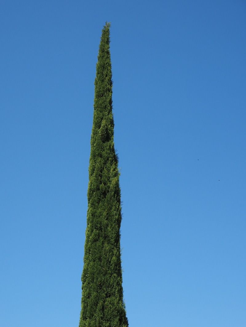 cypress, columnar, tree, scenics - nature, day, cupressaceae, italian cypress, cypress under glass, tranquility, long, sky, zypres, growth, grass, low angle view